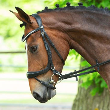 schockemohle equitus beta dressage bridle